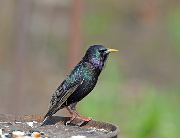 Starling / ***