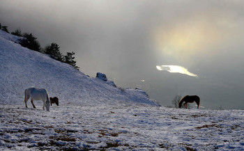 Horses Demerji / ***