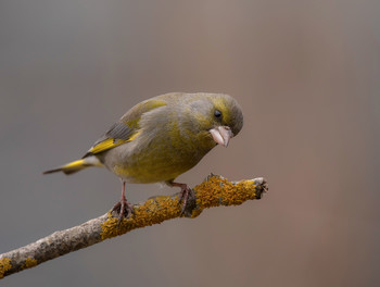 Yellow Wagtail / .....