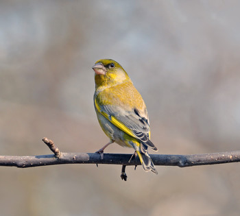 Yellow Wagtail / ***