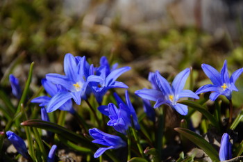 Primroses / ***