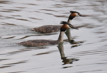 Grebes / ***