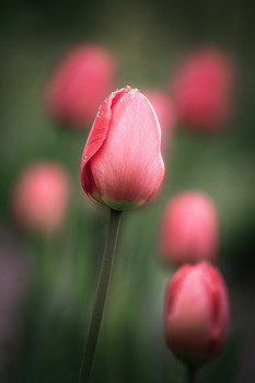 Tenderness of spring. / ***