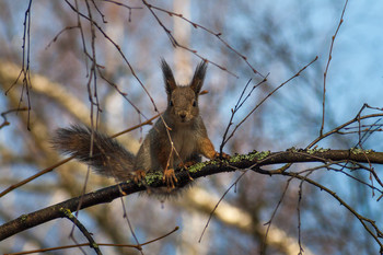 Squirrel / ***