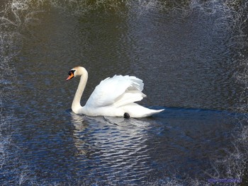 Swan / ***