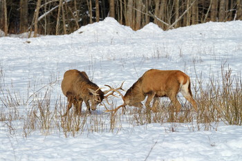 Pashkevich68 / Pashkevich68