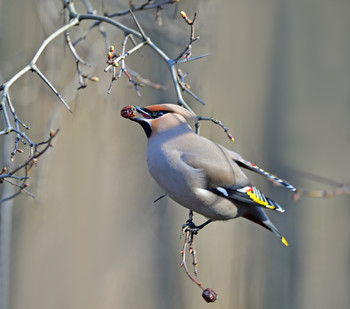waxwing / ***