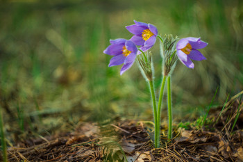 Pasque-flower / ***
