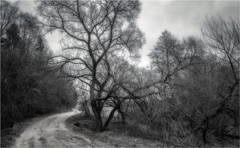 On the edge of the forest / ***