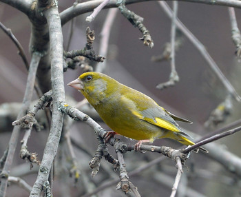 Yellow Wagtail / ***