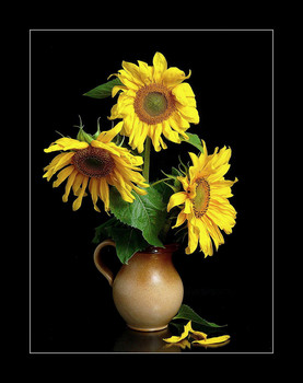 Sunflowers / 2015