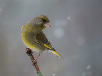 Yellow Wagtail / .....