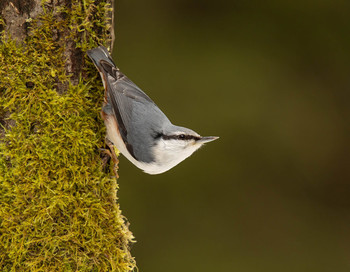 Nuthatch / ***