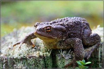 toad / ***
