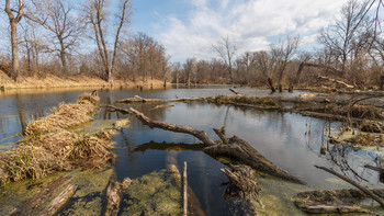 Spring is in the swamp / ***