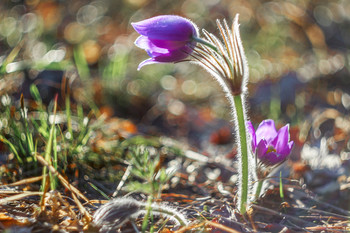 Pasque-flower / ***