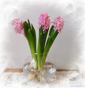 Hyacinths / ***