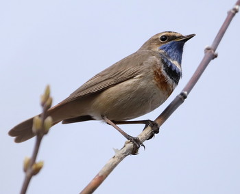 Bluethroat / ***