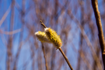 On Palm Sunday! / ***