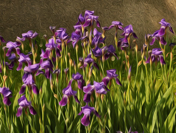 Irises / ***