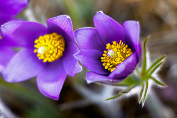 Beauty / ***