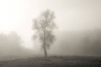 In the fog ... / ***