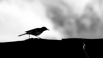 Midge / ***