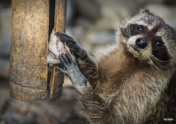 raccoon / ***