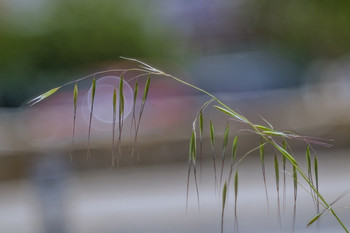 Gracefulness / ***