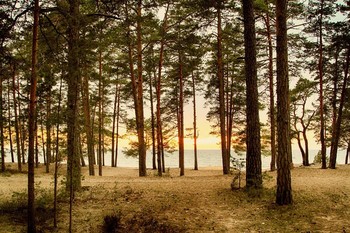 Morning in a pine forest / ***