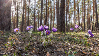 Pasque-flower / ***