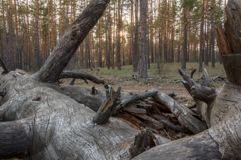 Evening in the woods / ***