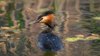 Great Crested Grebe / ***