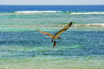 from fishing / ***