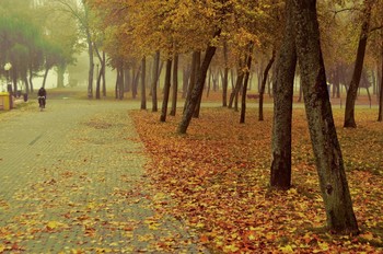 Morning in the park / ***
