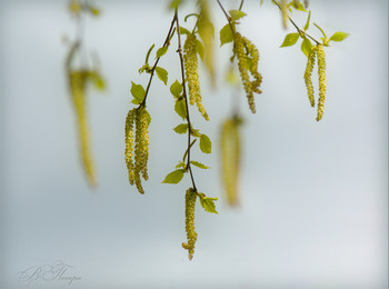 spring morning / ***