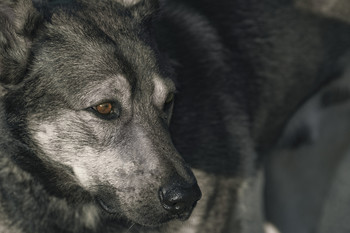 Dog / ***