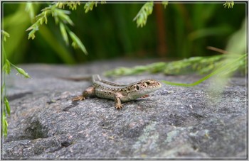 Lizard / ***