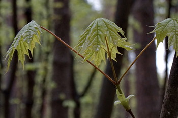 After the rain / ***