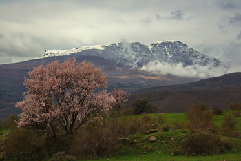 Flowering cherry / ...