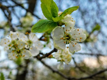 Once a year the gardens are blooming ... / ***