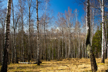 Spring forest. / ***