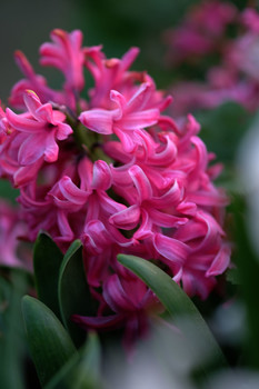 Hyacinth / ***