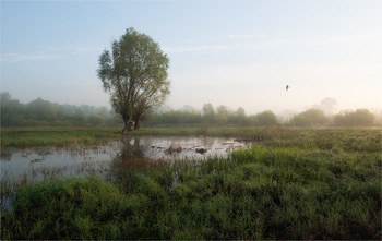 In the stillness of the morning / ***