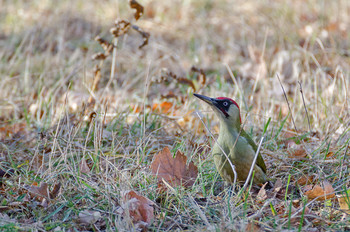 green woodpecker / ***