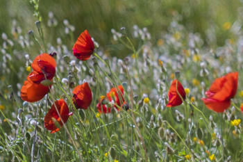 scarlet poppies / ***