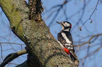 Great Spotted Woodpecker / ---