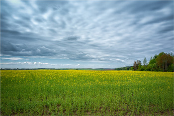 Rapeseed field / ***