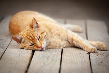 Saffron milk cap / ***