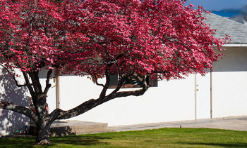 flowering time / ***